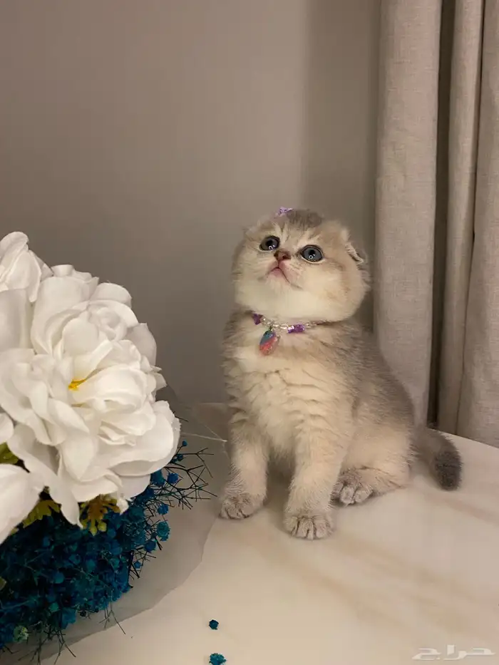 قطط سكوتش للبيع 2