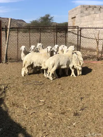 طليان ورخال ذبايح رمضان 6