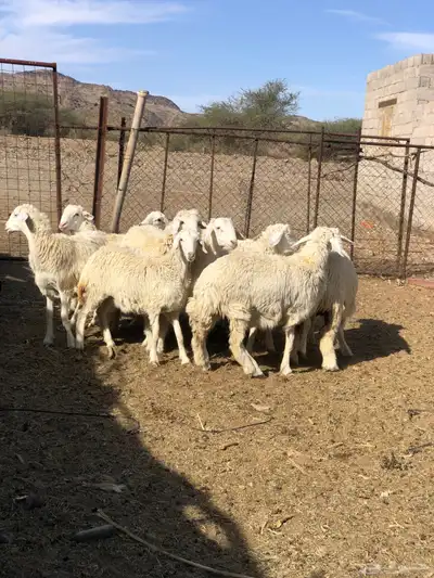 طليان ورخال ذبايح رمضان 5