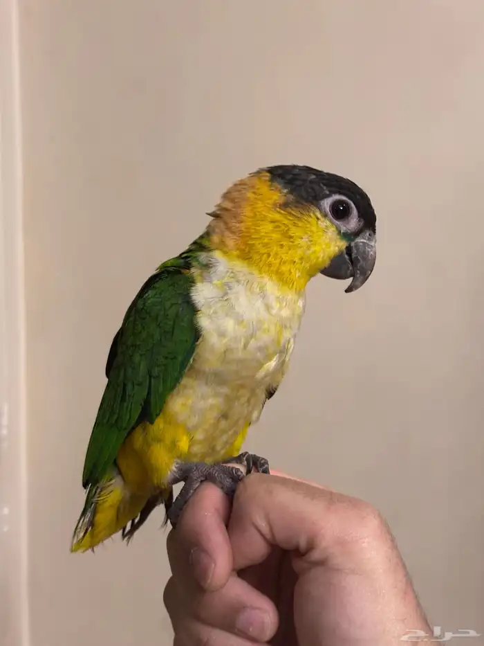 كايك بلاك هيد تم البيع 6