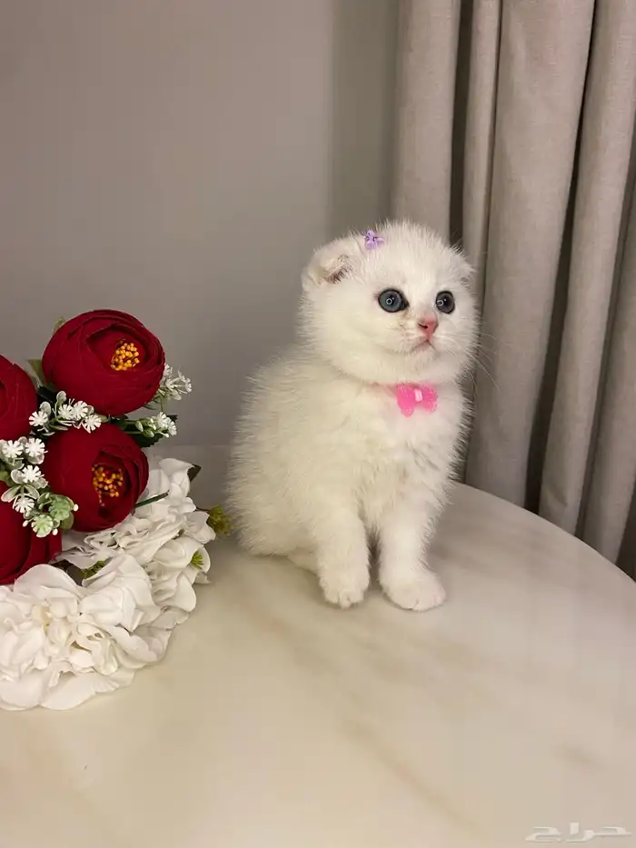 قطط سكوتش للبيع 0