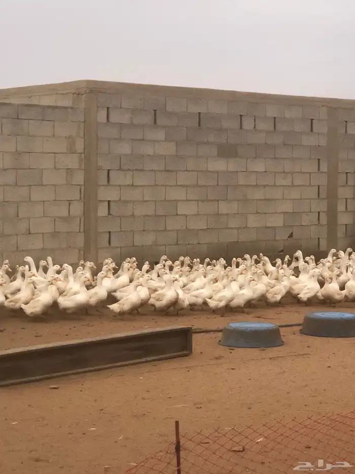 بط بكيني بياض سوبر جامبو 5