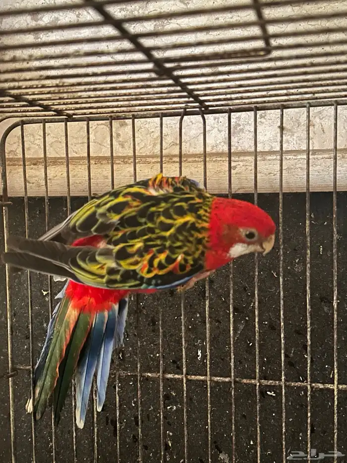 روزيلا 0