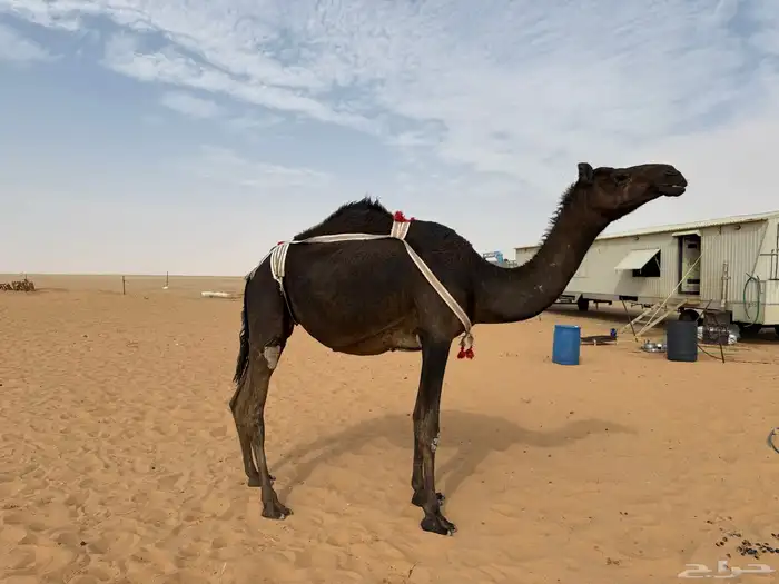 ناقه 0