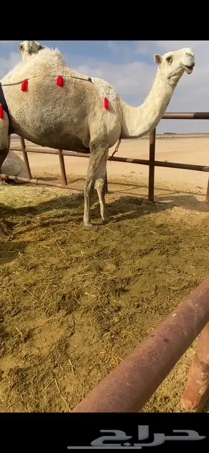 للبيع 3 ضرايب وضح طيبات 0