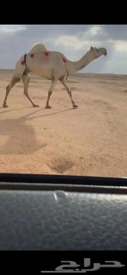 للبيع 3 ضرايب وضح طيبات 2