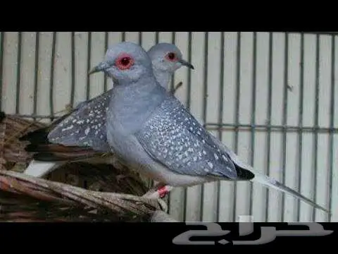 يمام ماسي ملكي 1