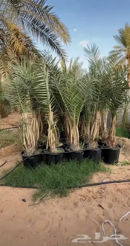 نخل طوال 4