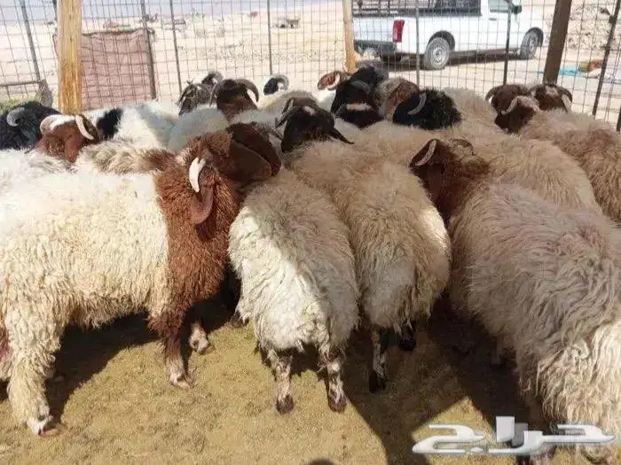 للبيع ذبايح نعيمي مع الذبح و التوصيل 3