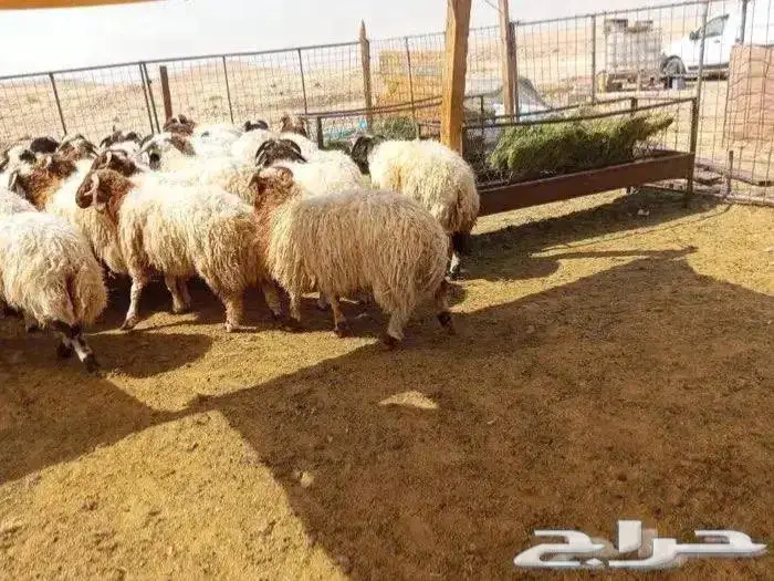 للبيع ذبايح نعيمي مع الذبح و التوصيل 1