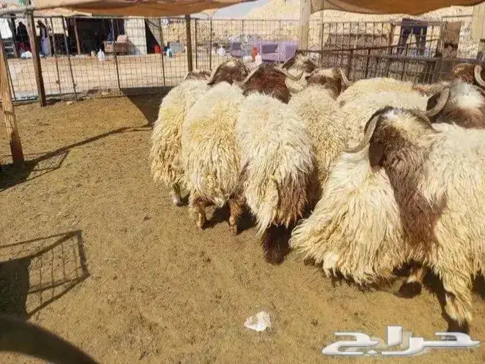 للبيع ذبايح نعيمي مع الذبح و التوصيل 2