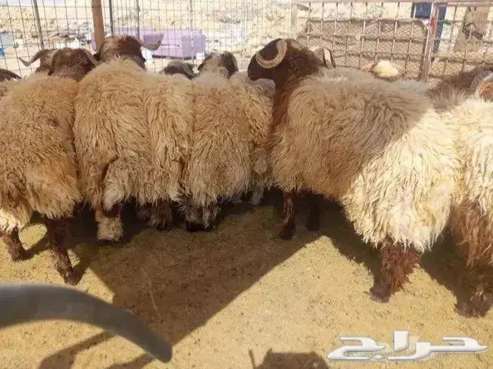للبيع ذبايح نعيمي مع الذبح و التوصيل 4