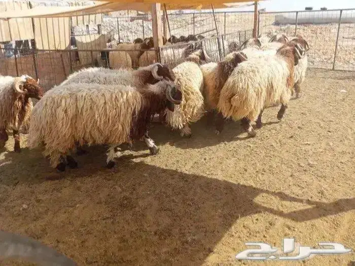للبيع ذبايح نعيمي مع الذبح و التوصيل 0