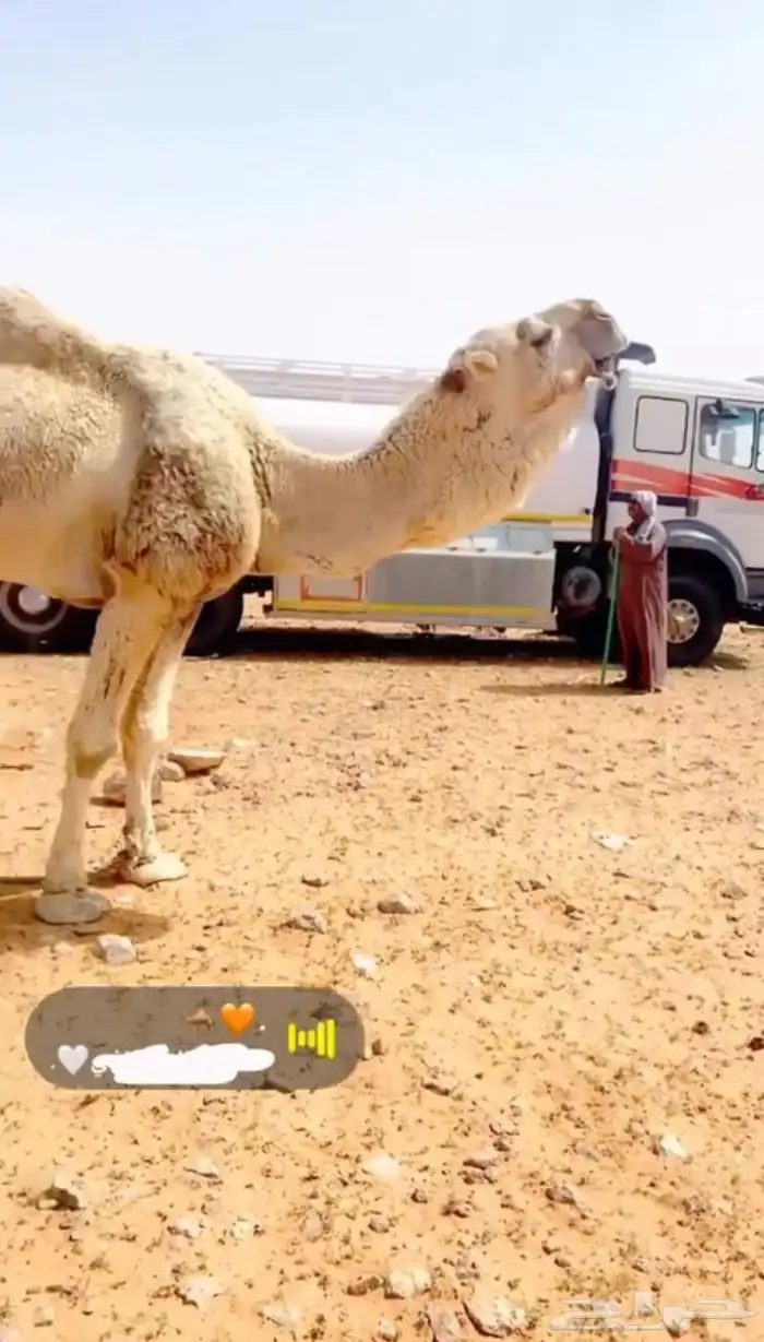 بعير رماني اشقح للبيع 0