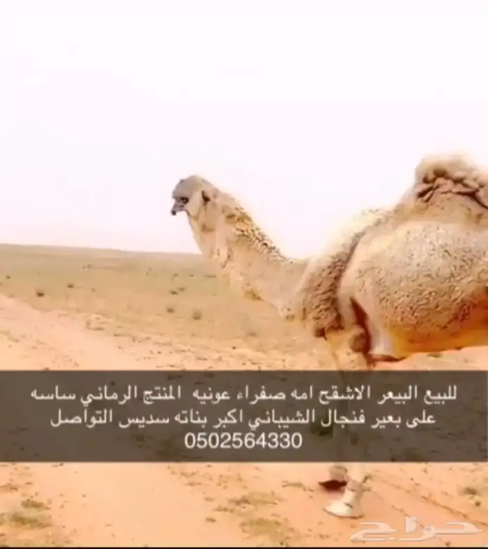 بعير رماني اشقح للبيع 1