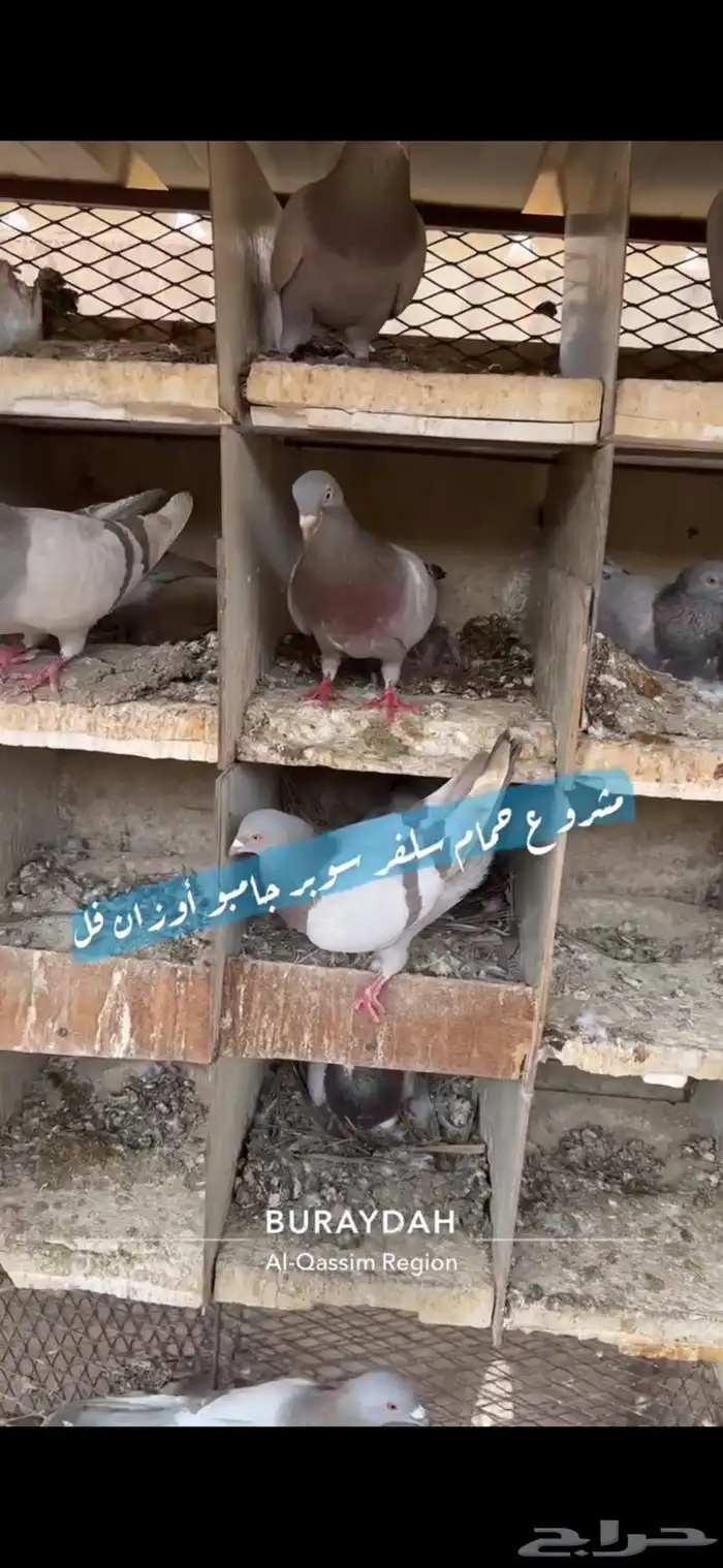 حمام سلفر فرنسي 5