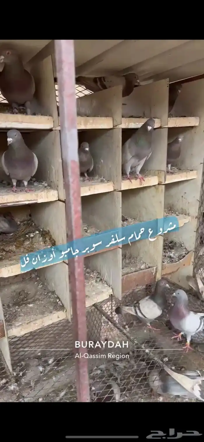 حمام سلفر فرنسي 0