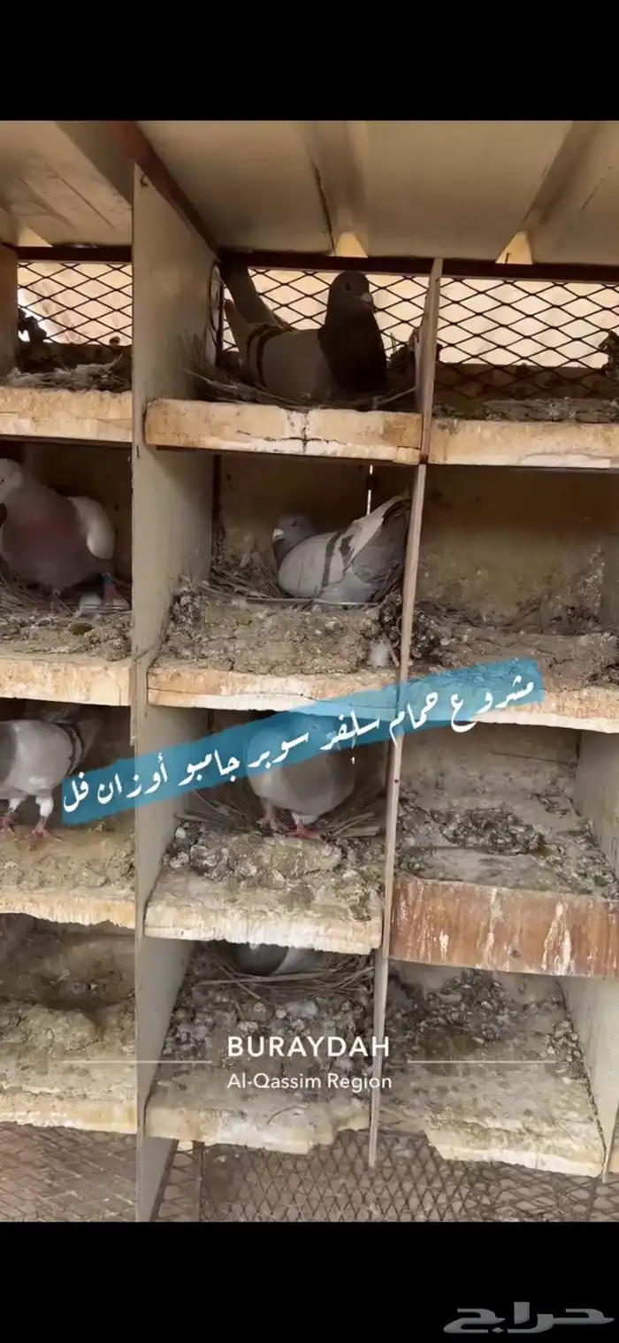 حمام سلفر فرنسي 6