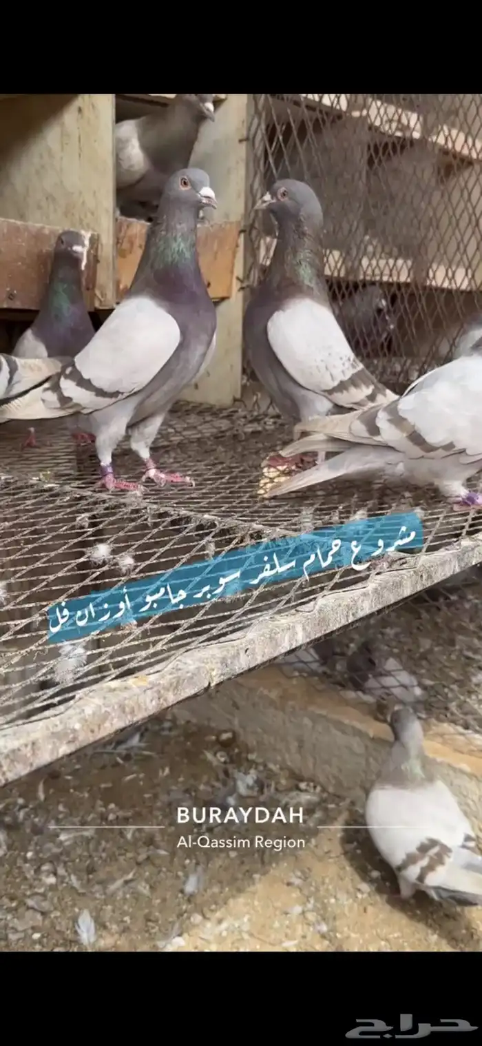 حمام سلفر فرنسي 11