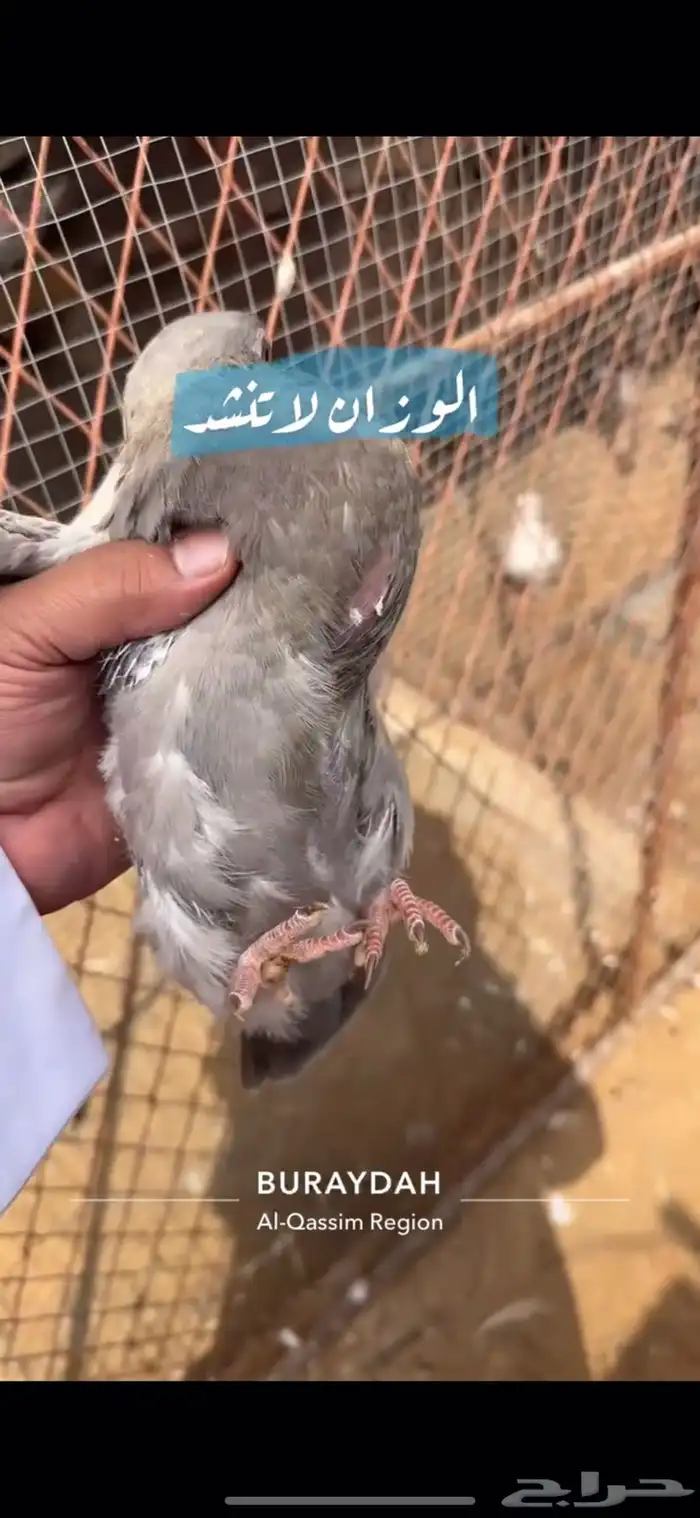 حمام سلفر فرنسي 14