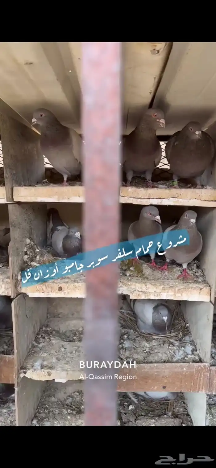حمام سلفر فرنسي 4
