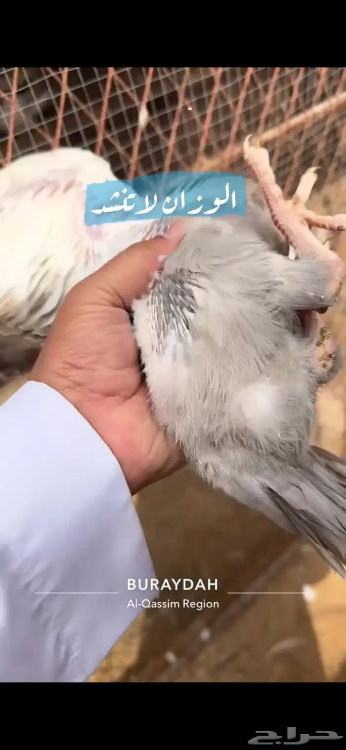 حمام سلفر فرنسي 15