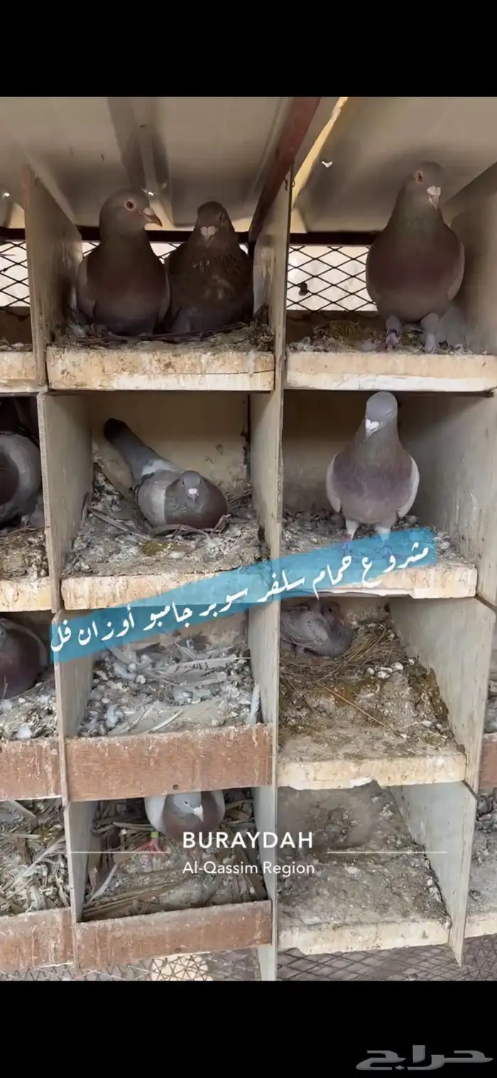 حمام سلفر فرنسي 1