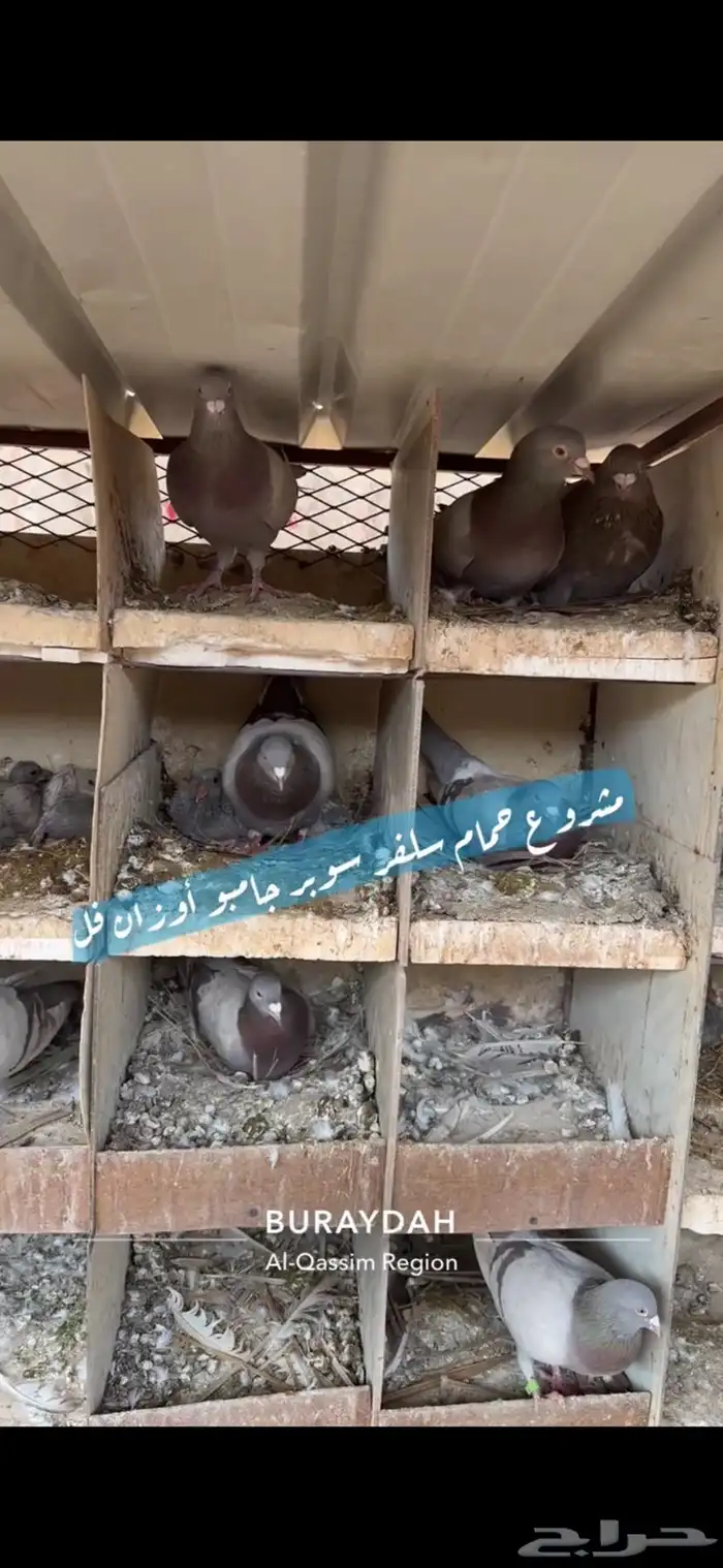 حمام سلفر فرنسي 2