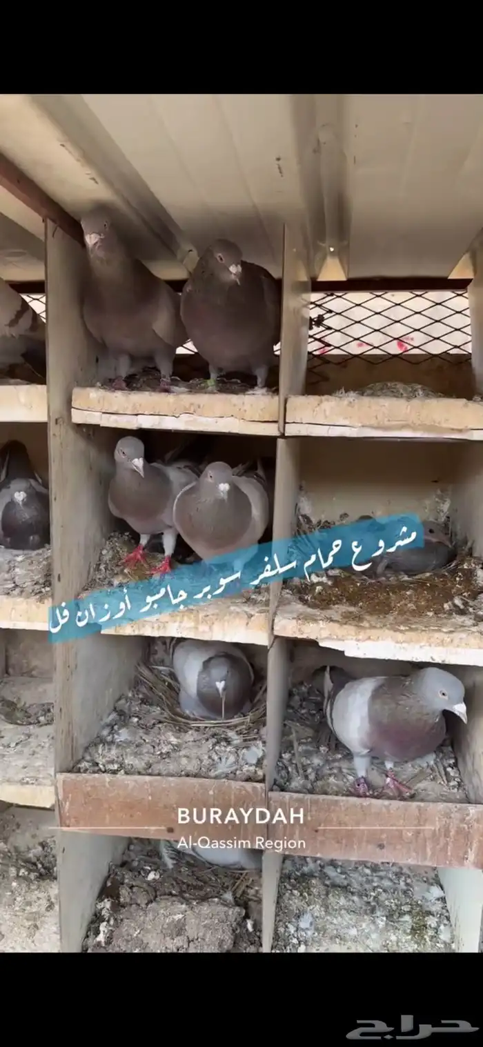 حمام سلفر فرنسي 3