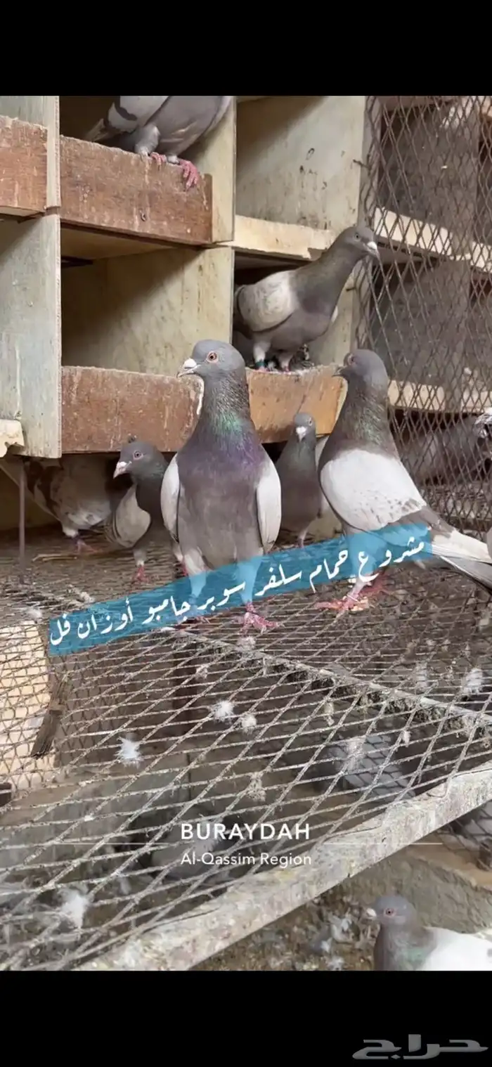 حمام سلفر فرنسي 12