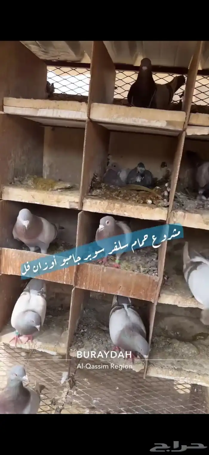 حمام سلفر فرنسي 7