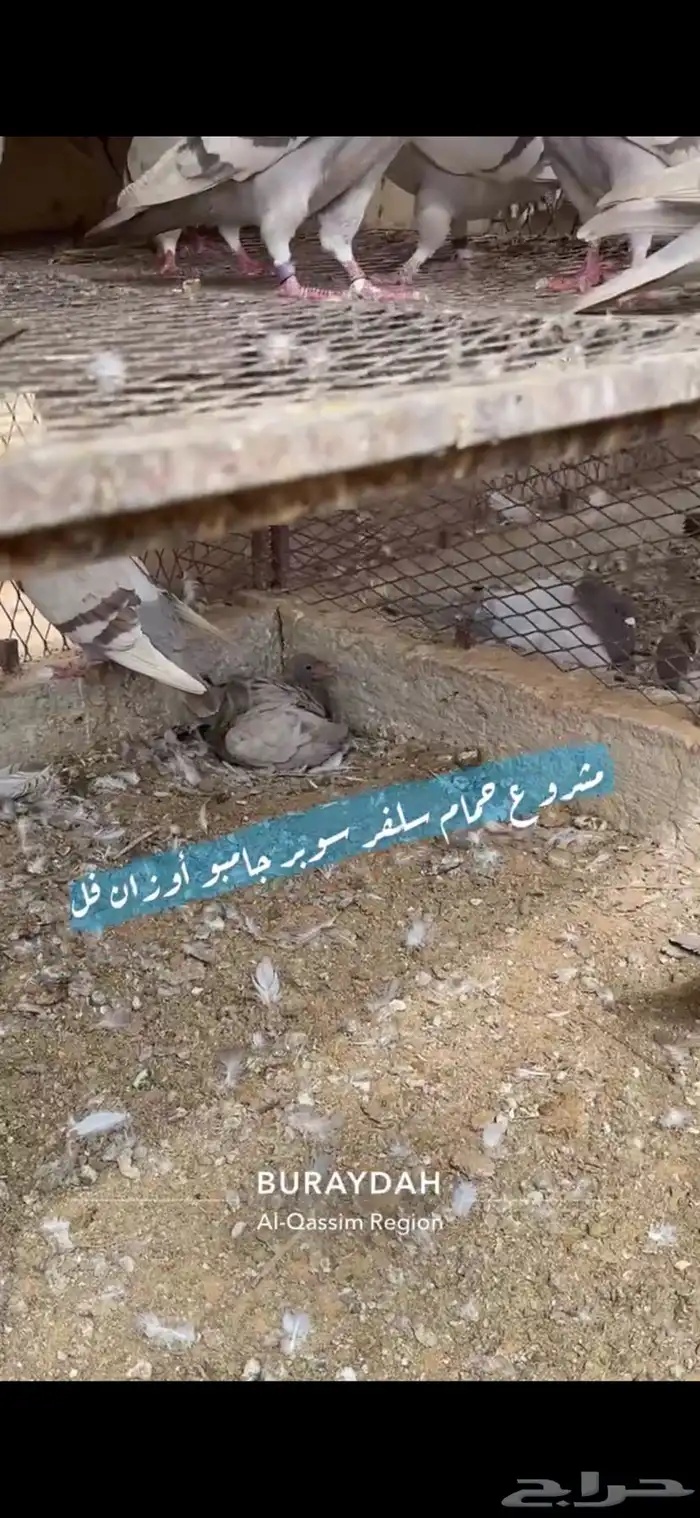 حمام سلفر فرنسي 10