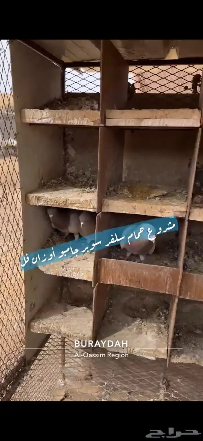 حمام سلفر فرنسي 8