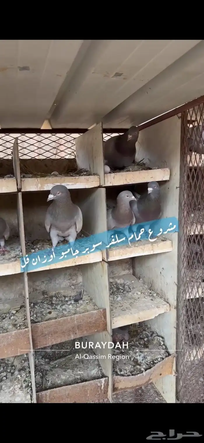 حمام سلفر فرنسي 9