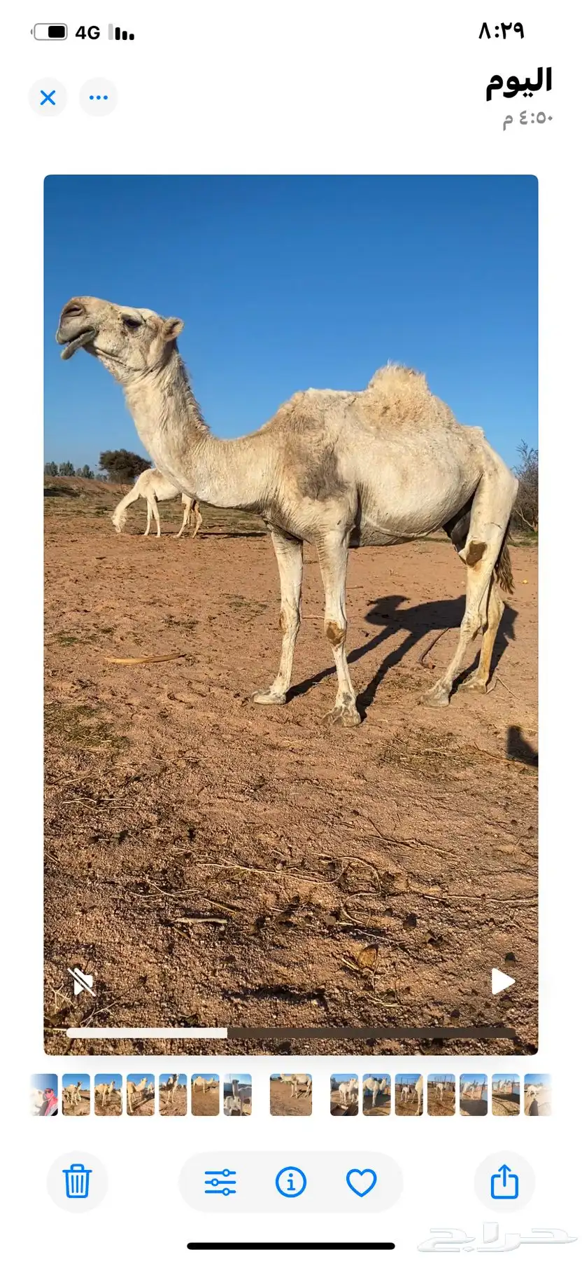 حوار حيسوني مشروع فحل 0