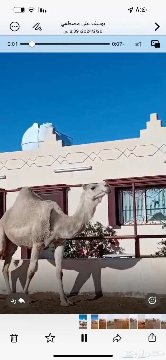 للبيع خلفه حدرها بكره كفوو على ولد مرعب التويجري 0