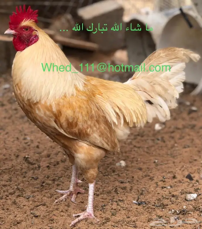 ديوك بلدي العدد 5 عنيزة مميزة 0