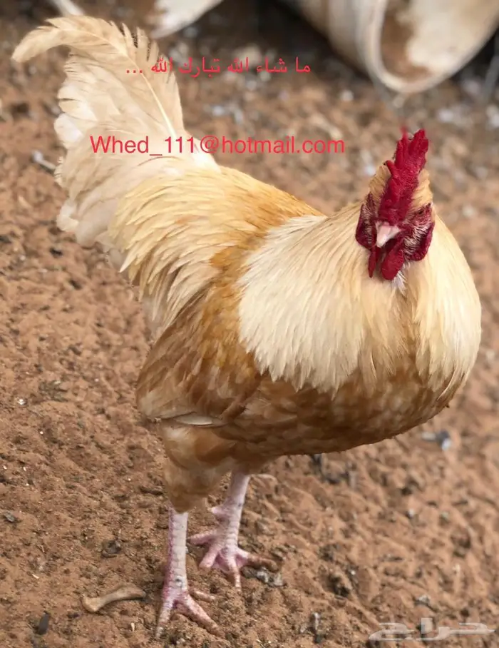 ديوك بلدي العدد 5 عنيزة مميزة 2