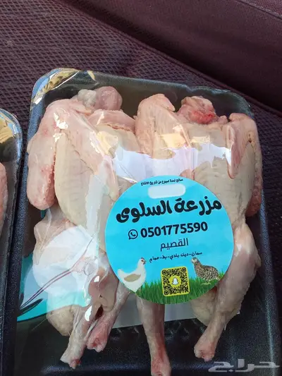 يتوفر حمام فرنسي ذبح اليوم 0