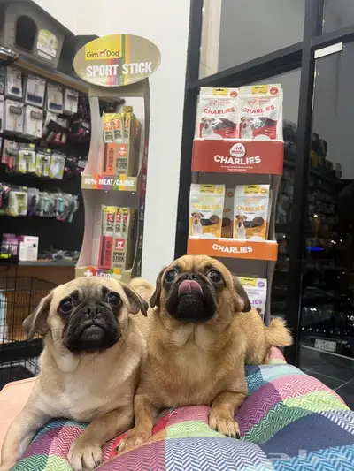 كلاب pug ذكر وانثى 1