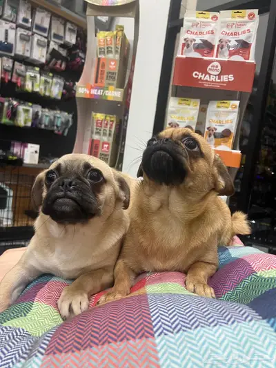 كلاب pug ذكر وانثى 0
