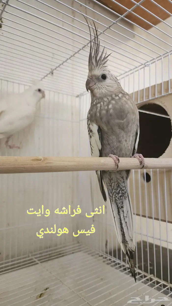 زوح كروان 0