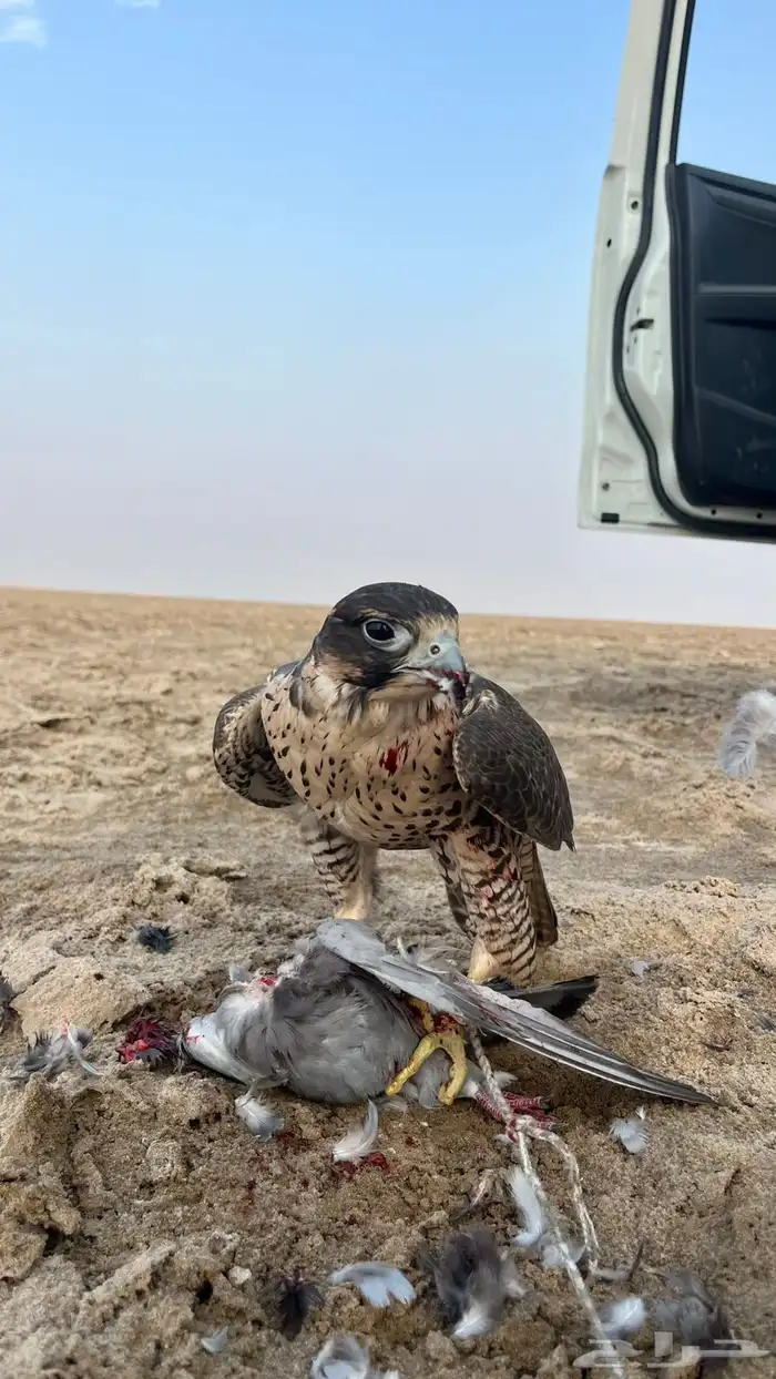 تصوير و تأجير يوم التأسيس 0