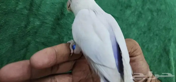 روز هدد اليف 0