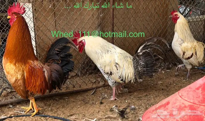 ديوك بلدي العدد 5 عنيزة مميزة 4