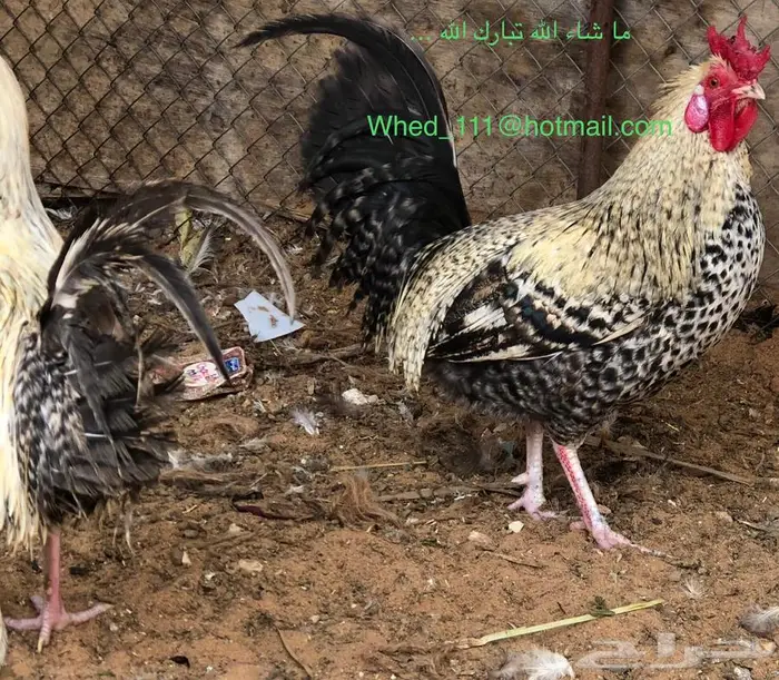 ديوك بلدي العدد 5 عنيزة مميزة 5