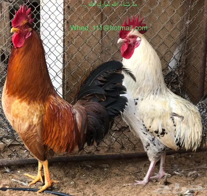 ديوك بلدي العدد 5 عنيزة مميزة 3
