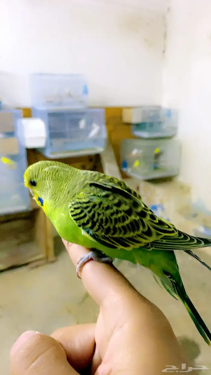 فندقة طيور وشراء الطيور 5