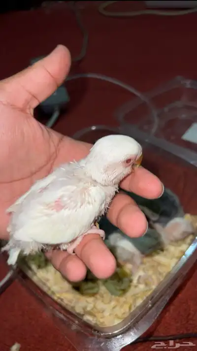 فروخ روز الوان حلوه 1