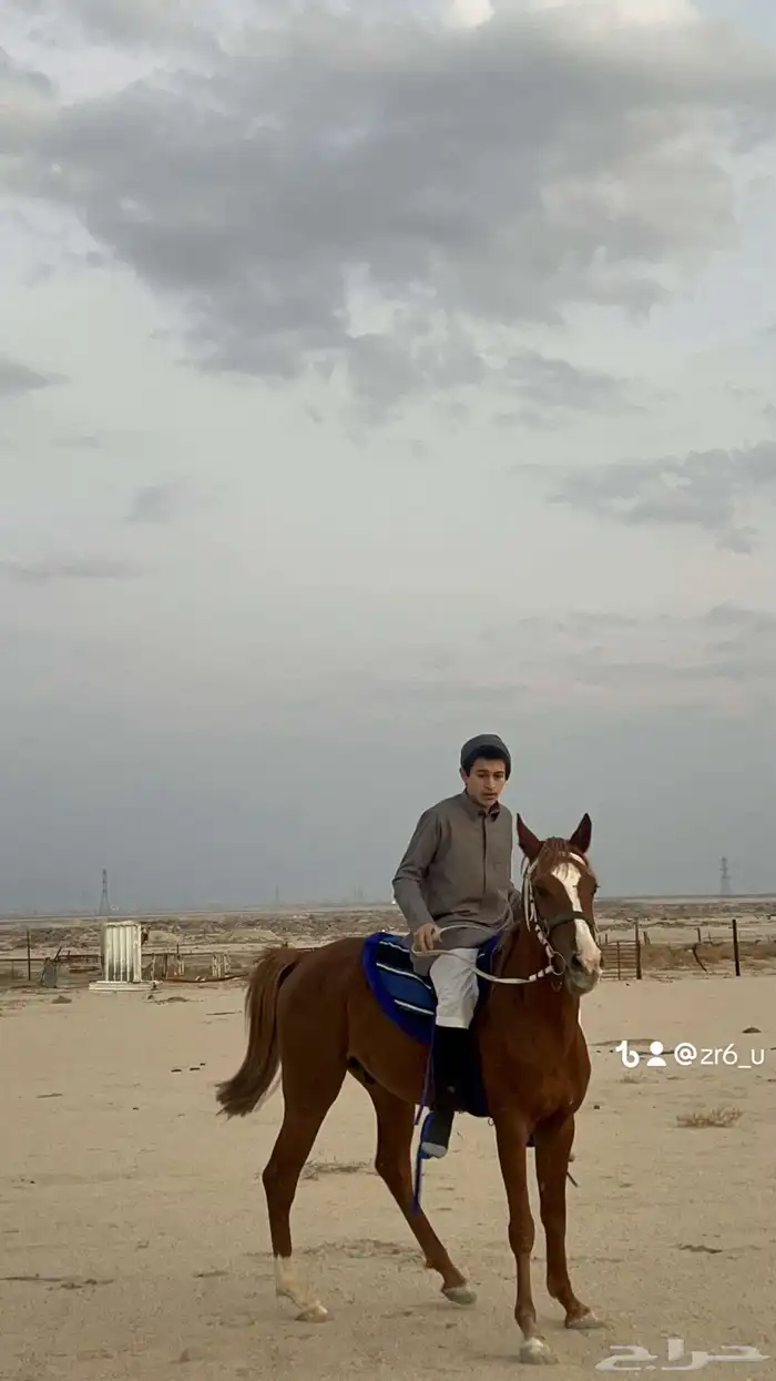 حصان شعبي شيخ 2